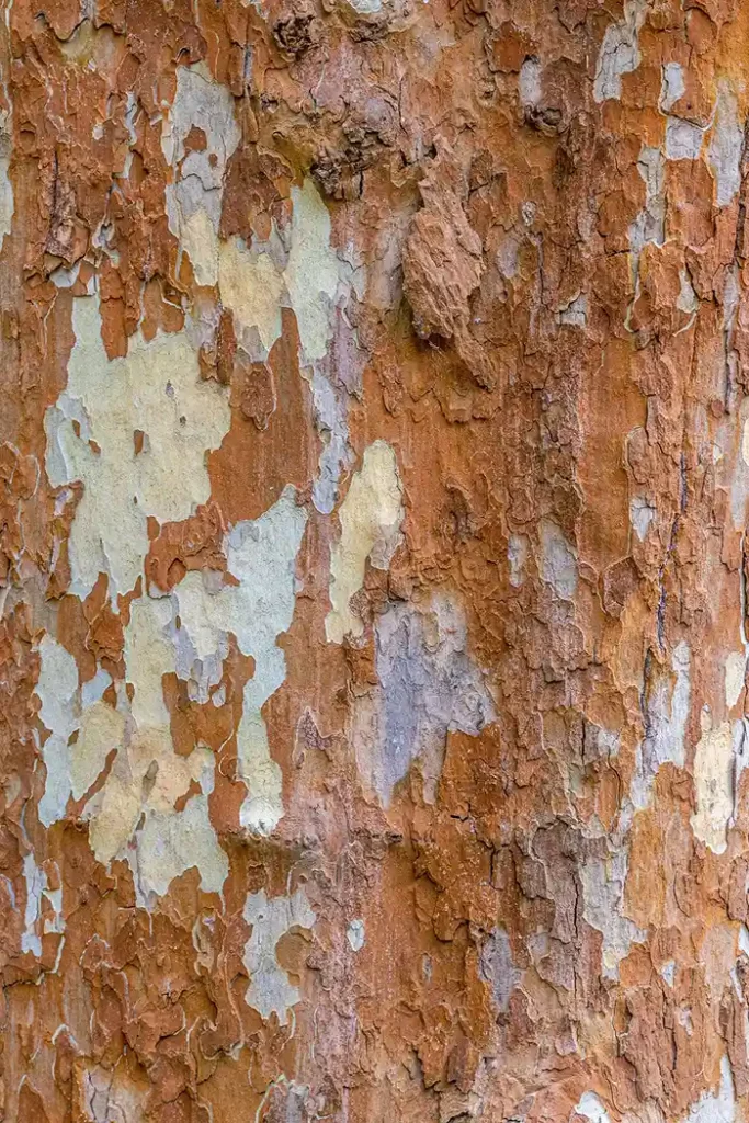 Écorce d'arbre
